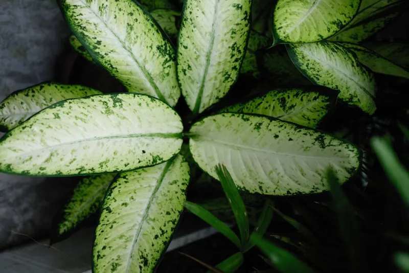 Dieffenbachia - Dieffenbachia seguine