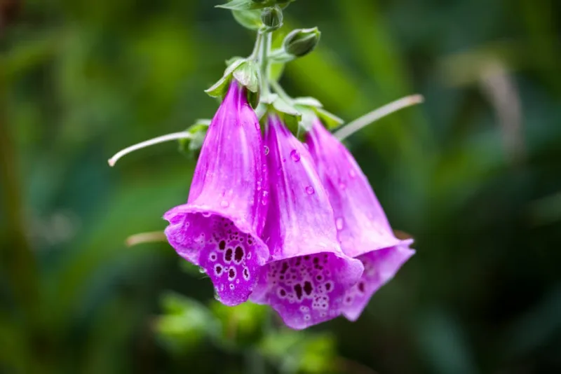 Digitale Excelsior - Digitalis purpurea 'Excelsior'