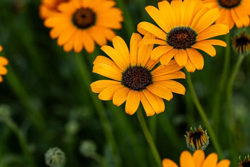Dimorphotheca Aurantiaca - Dimorphotheca aurantiaca