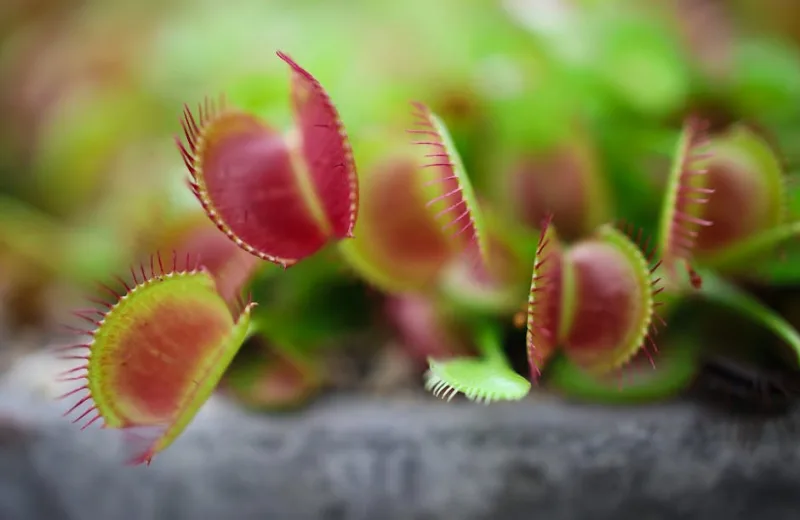Dionaea Red Dragon - Dionaea muscipula 'Red Dragon'