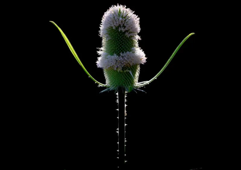 Dipsaco - Dipsacus fullonum