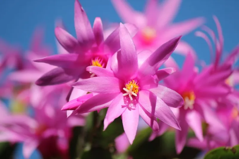 Disocactus - Disocactus flagelliformis