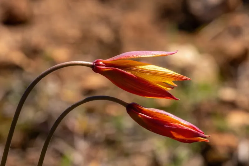 Disporum Cantoniense - Disporum cantoniense