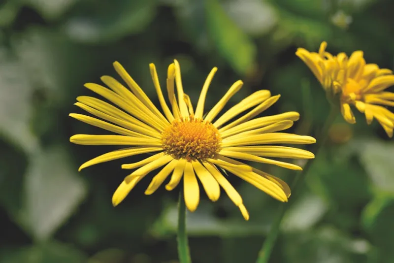 Doronicum Pardalianches - Doronicum pardalianches