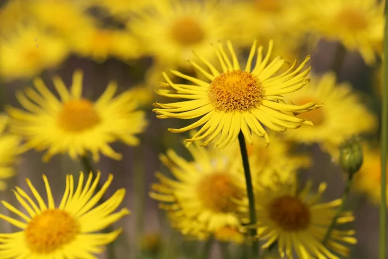 Doronicum - Doronicum orientale