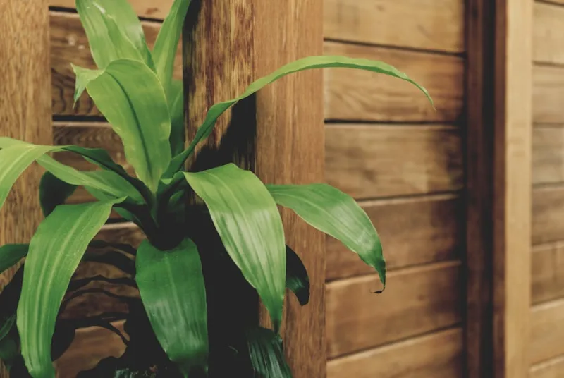Dracaena Fragrans - Dracaena fragrans