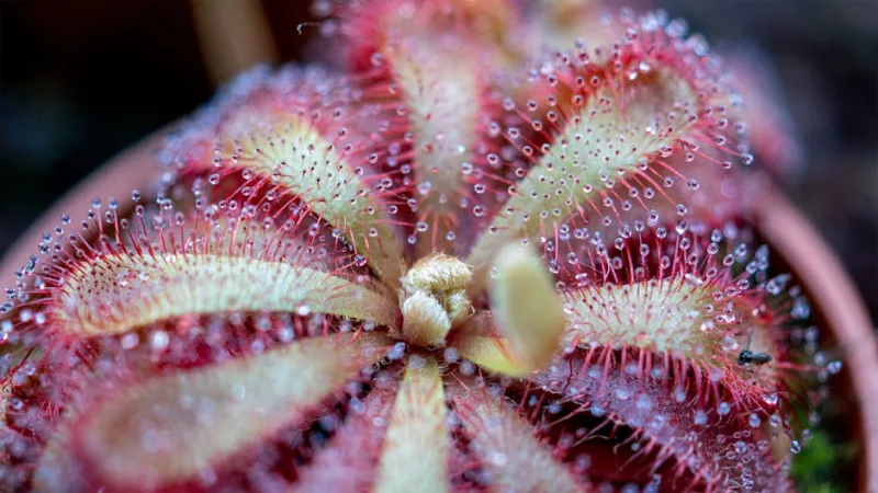 Drosera Capensis - Drosera capensis