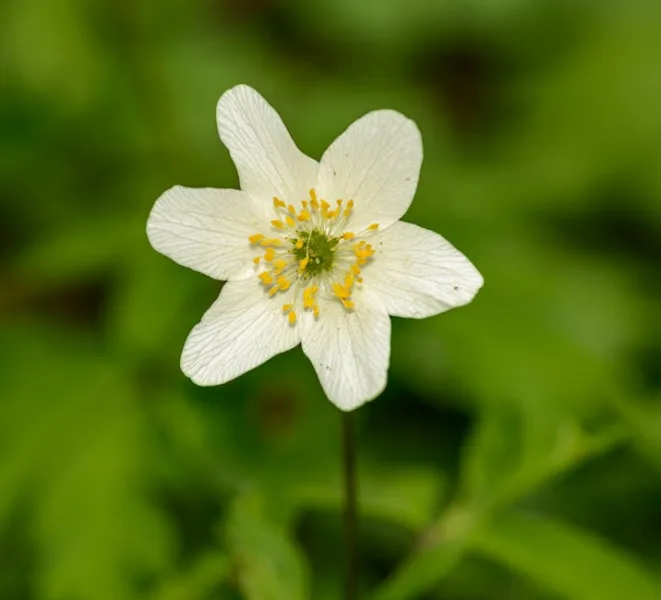 Dryas - Dryas octopetala