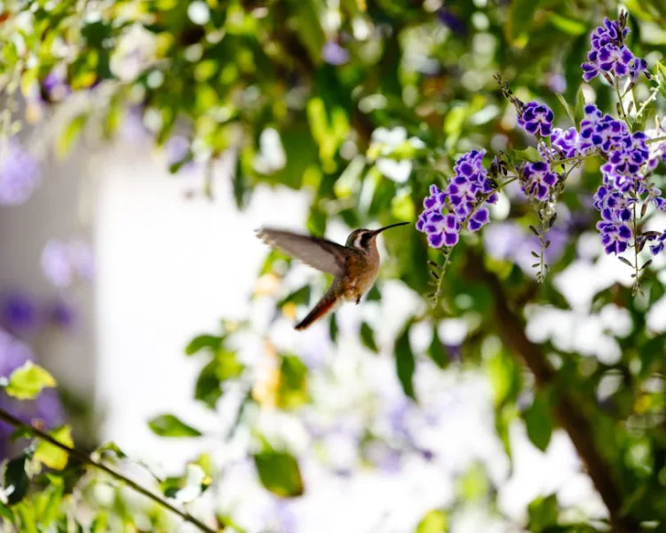 Duranta - Duranta erecta