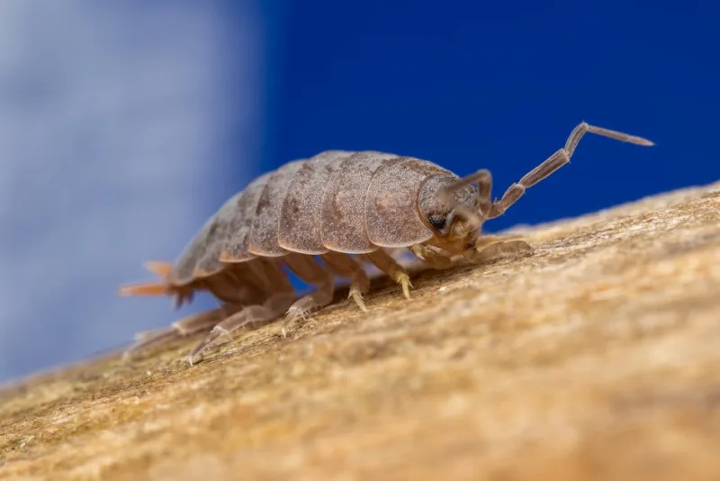 Eccremocarpus - Eccremocarpus scaber