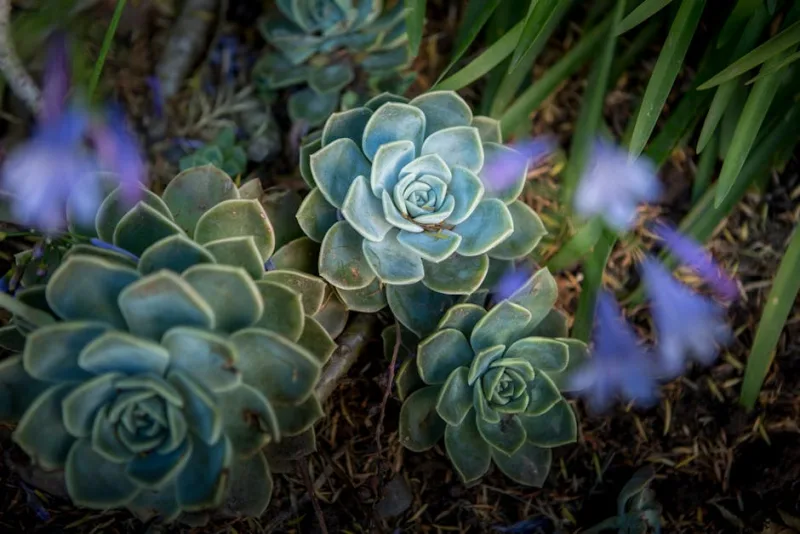 Echeveria Imbricata - Echeveria imbricata