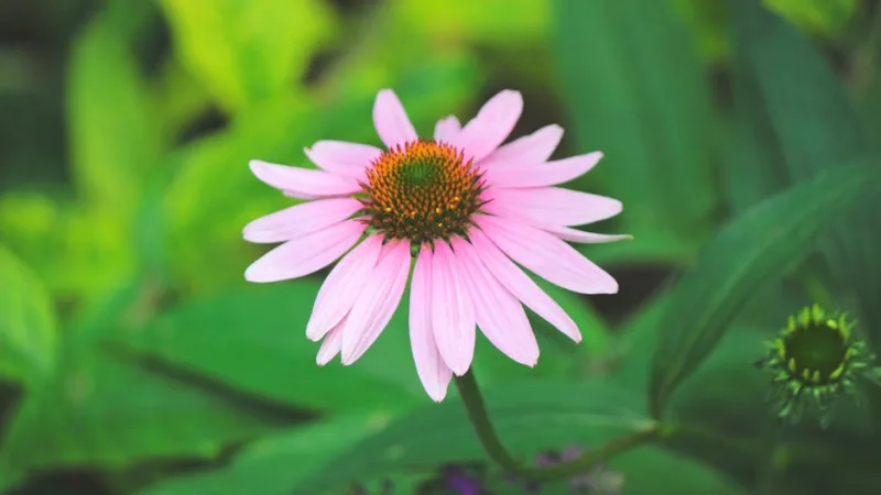 Echinacea - Echinacea purpurea