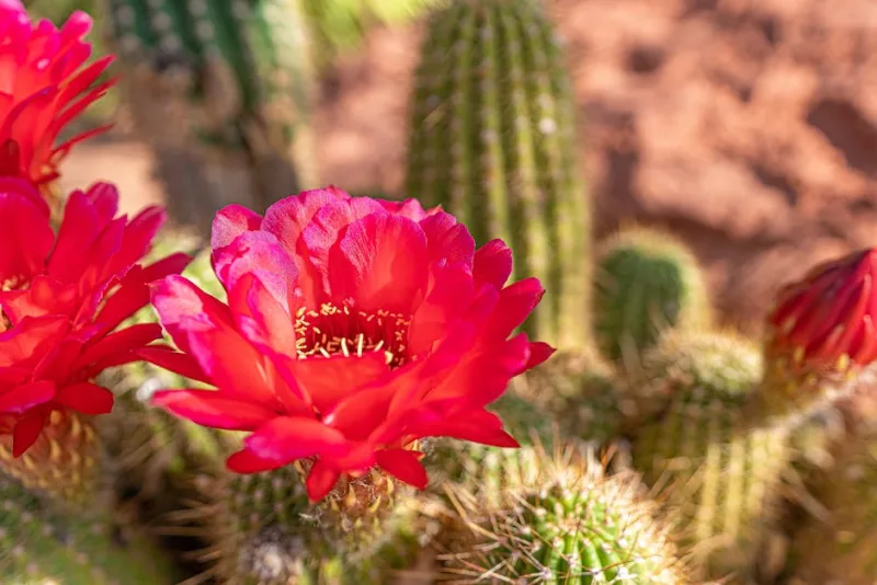 Echinocereus - Echinocereus rigidissimus