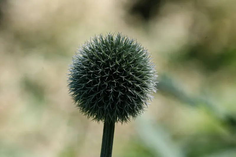 Echinops Ritro - Echinops ritro