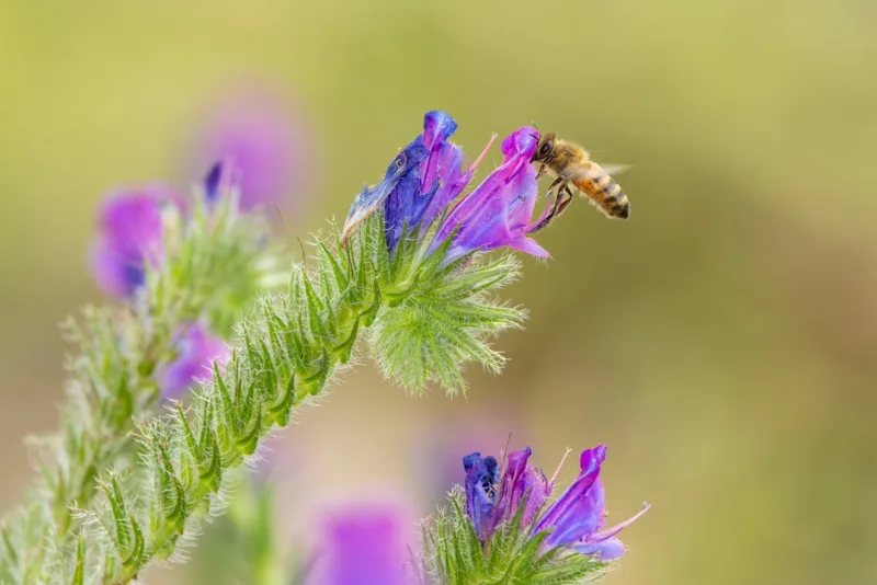 Echium Vulgare - Echium vulgare