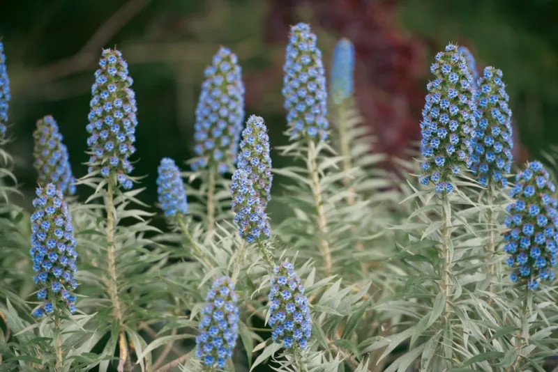 Echium Wildpretii - Echium wildpretii