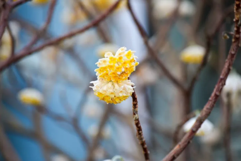 Edgeworthia Chrysantha - Edgeworthia chrysantha