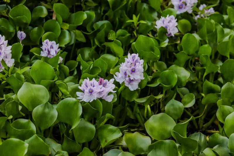 Eichhornia - Eichhornia crassipes