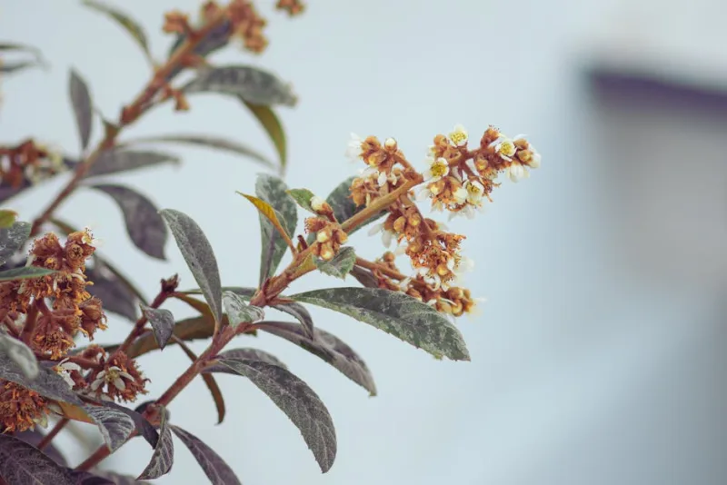 Eleagno - Elaeagnus × ebbingei