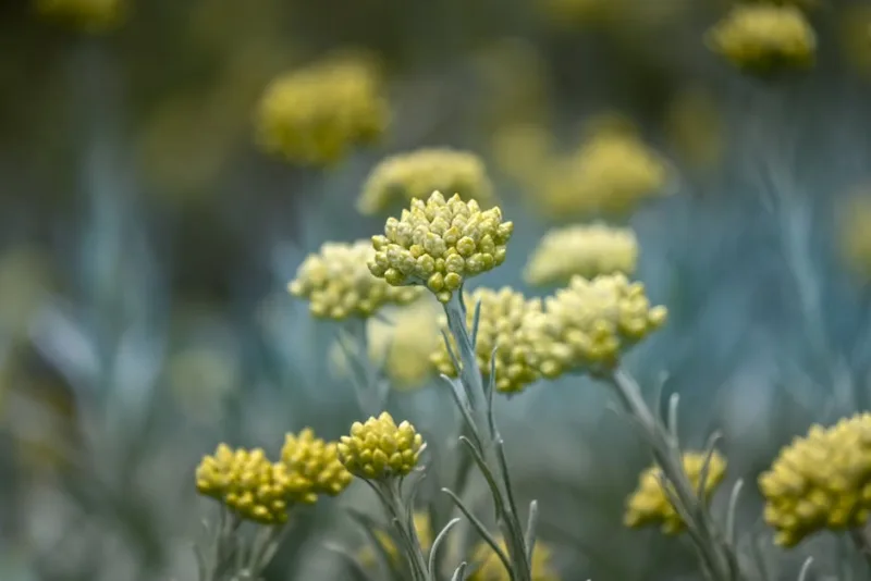 Elicriso - Helichrysum italicum
