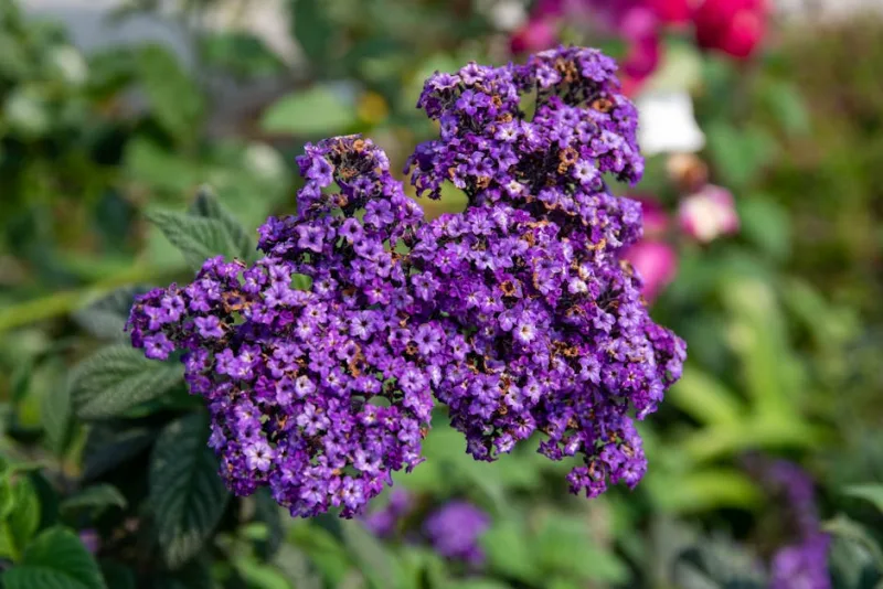 Eliotropio - Heliotropium arborescens