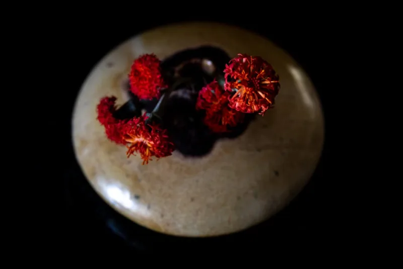 Emilia Coccinea - Emilia coccinea