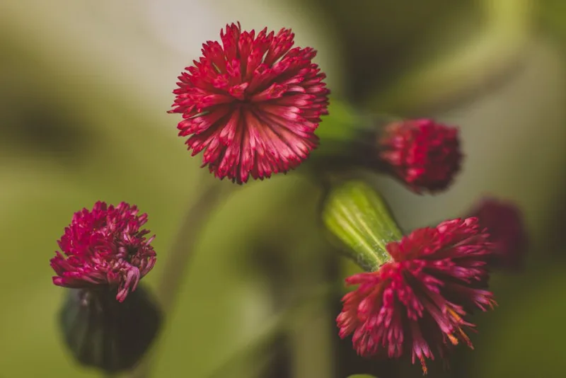 Emilia Sonchifolia - Emilia sonchifolia