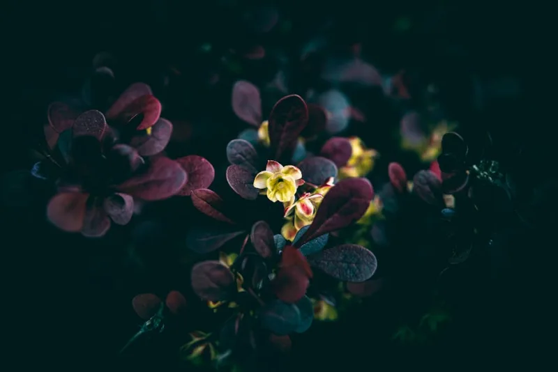 Enkianthus Campanulatus - Enkianthus campanulatus
