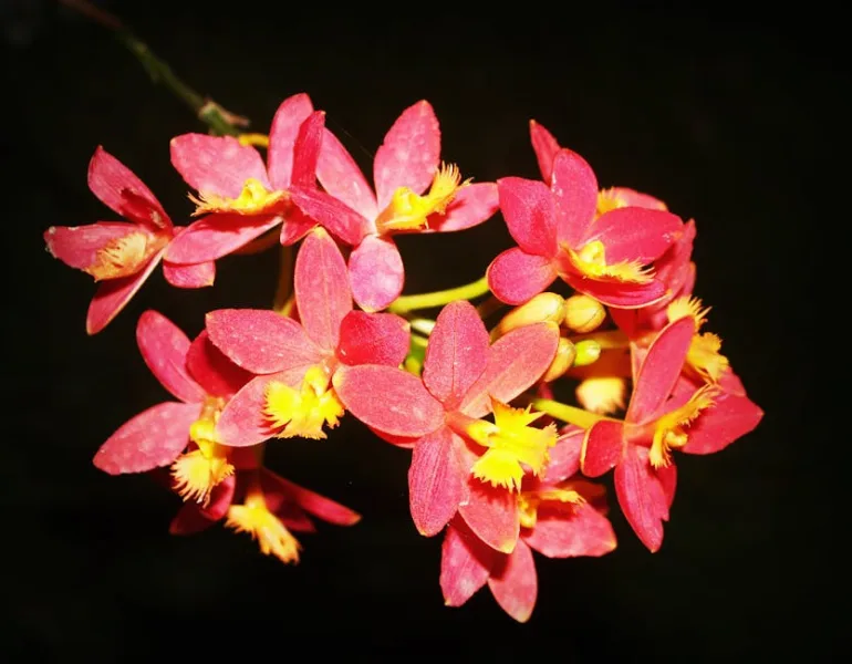 Epidendrum Radicans - Epidendrum radicans