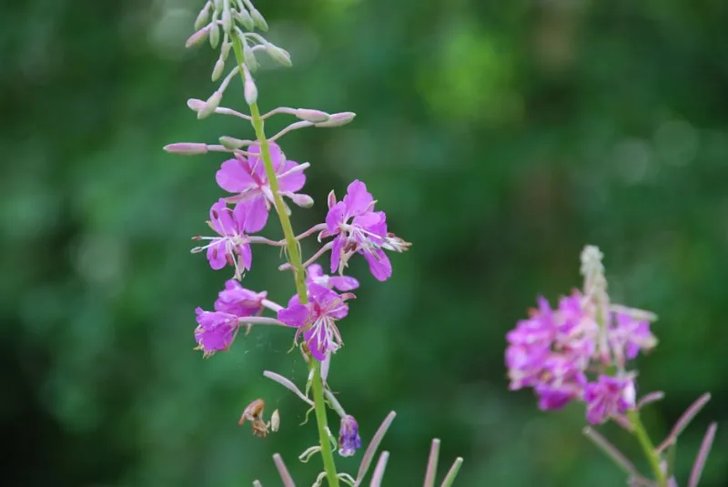 Epilobium Angustifolium - Epilobium angustifolium