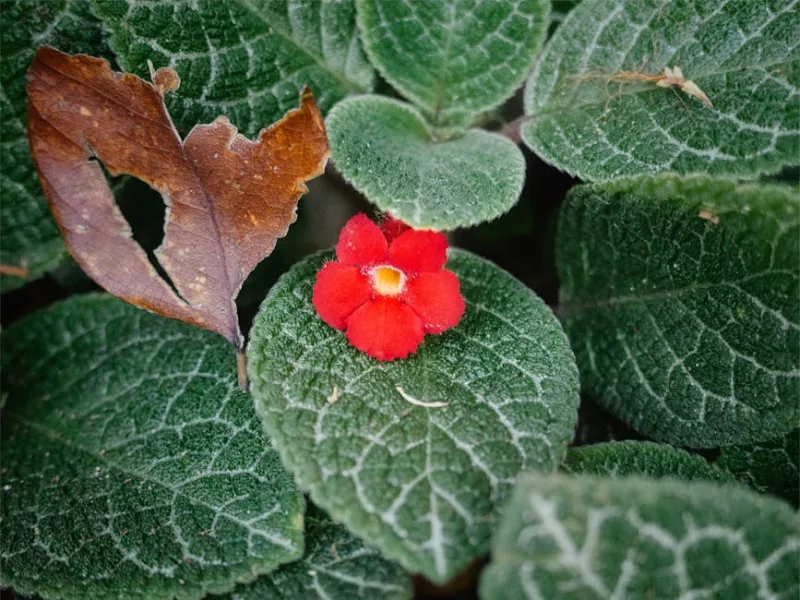 Episcia Cupreata - Episcia cupreata