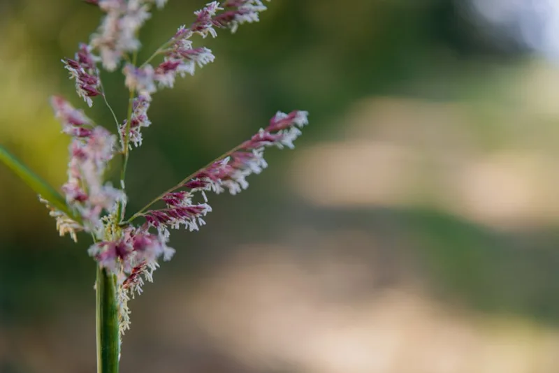 Eragrostis Spectabilis - Eragrostis spectabilis