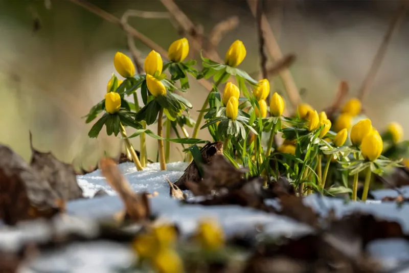 Eranthis Hyemalis - Eranthis hyemalis