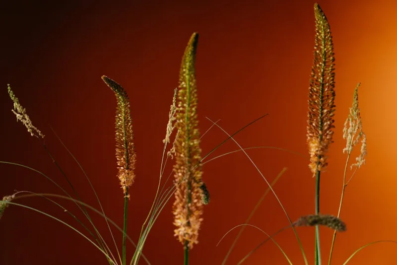 Eremurus Cleopatra - Eremurus 'Cleopatra'