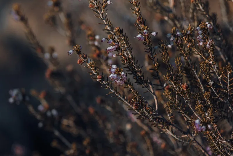 Erica Carnea - Erica carnea