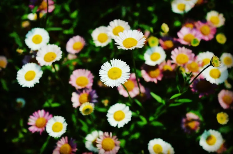 Erigeron Glaucus - Erigeron glaucus