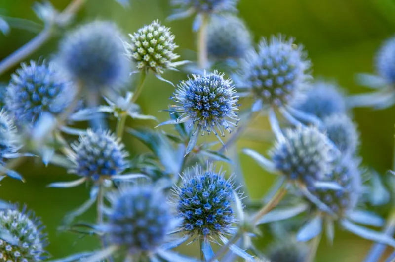 Eryngium Giganteum - Eryngium giganteum