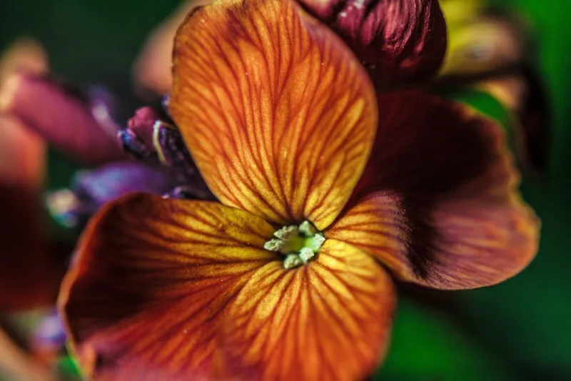Erysimum Apricot Twist - Erysimum 'Apricot Twist'