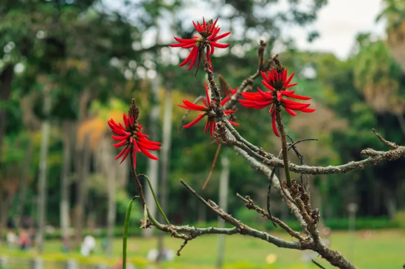 Erythrina Crista-Galli - Erythrina crista-galli