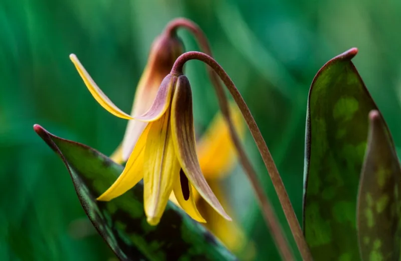 Erythronium Dens-Canis - Erythronium dens-canis