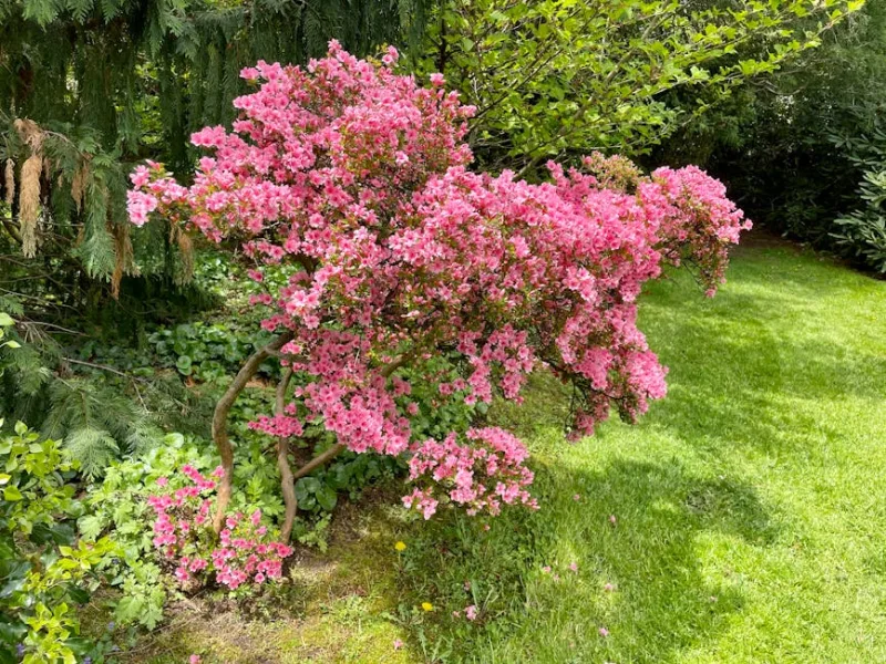 Escallonia - Escallonia rubra