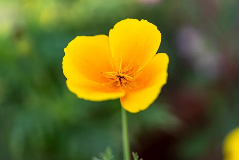 Escholtzia - Eschscholzia californica
