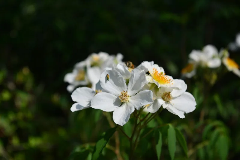 Eucryphia - Eucryphia glutinosa
