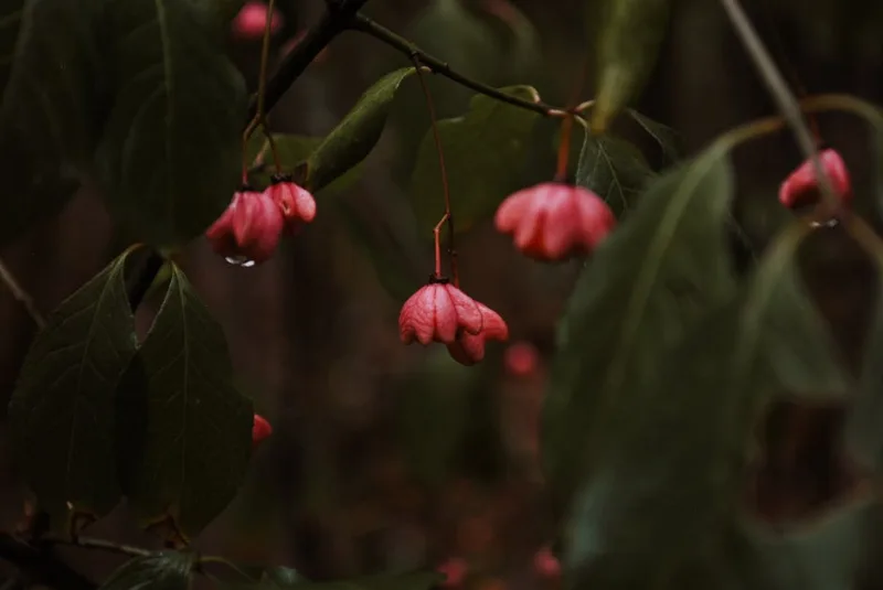 Euonymus Alatus - Euonymus alatus