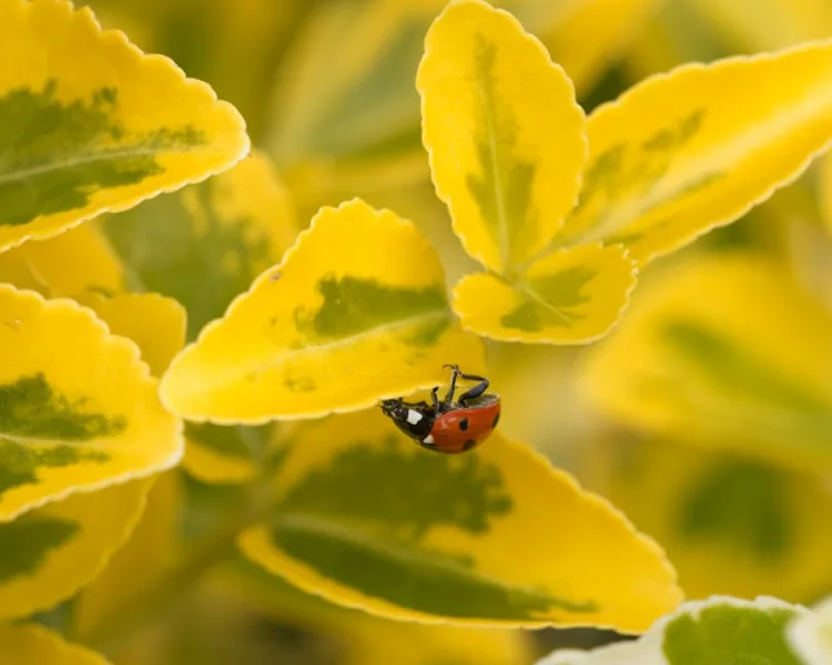 Euonymus Japonicus - Euonymus japonicus