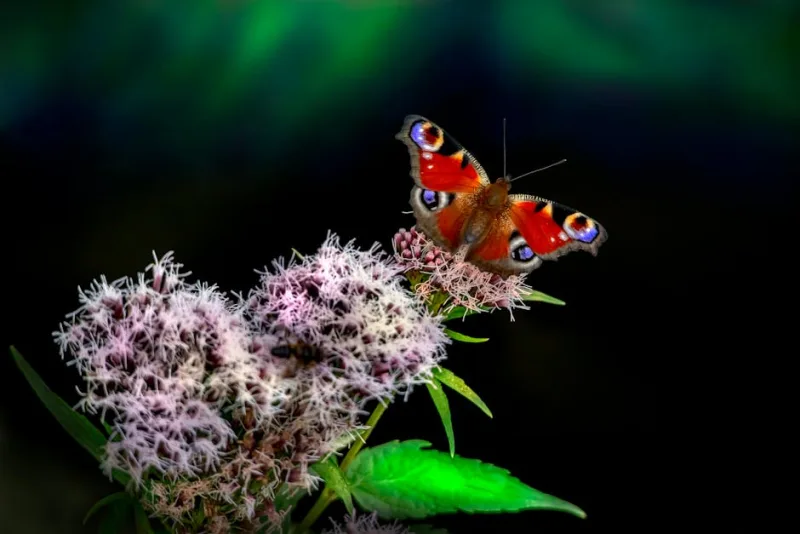 Eupatorium Cannabinum - Eupatorium cannabinum