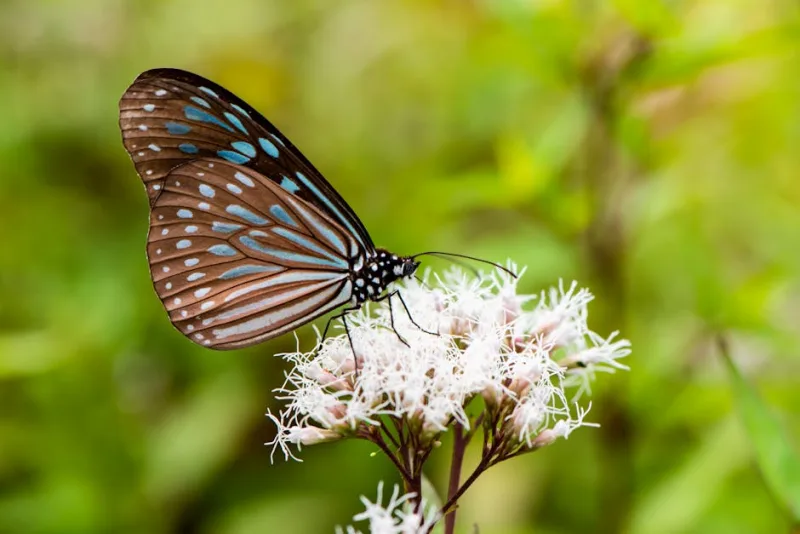 Eupatorium Chocolate - Eupatorium rugosum 'Chocolate'