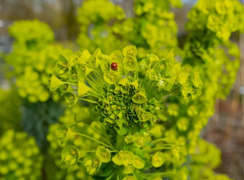 Euphorbia Amygdaloides - Euphorbia amygdaloides