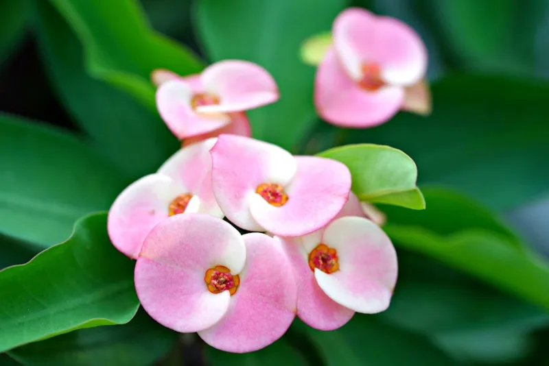 Euphorbia Dendroides - Euphorbia dendroides