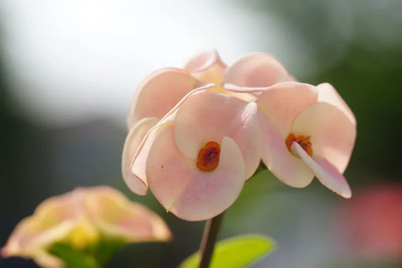 Euphorbia Diamond Frost - Euphorbia hypericifolia 'Diamond Frost'